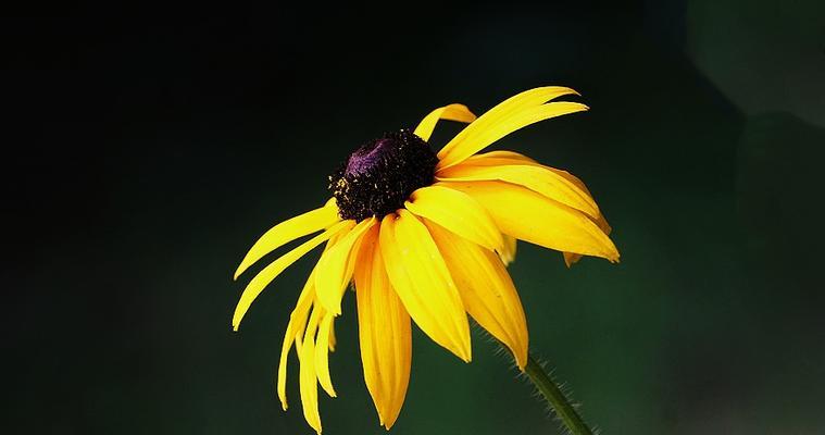 以黑心菊的花语为主题的文章（黑心菊花语揭示人性的深层内涵）