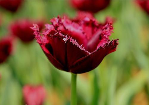 黑郁金香花语（逆境中绽放的勇气与坚持）