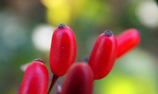 红豆花的花语及寓意（红豆花的五种花语及其象征意义）