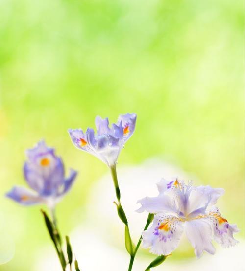 蝴蝶花花语——春天的守护者（传递温暖与希望的花朵）