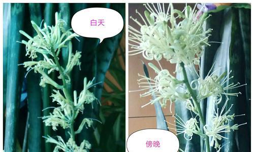 虎皮兰开花的寓意——生命的蓬勃与坚韧（以虎皮兰开花为象征，探究生活的奇迹与努力的力量）