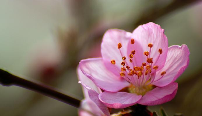 花卉分类的意义和方法（探索花卉分类的重要性及相关技巧）