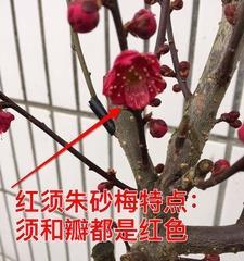 如何插枝繁殖梅花（插枝方法、适宜季节、生长环境、水土管理、注意事项）