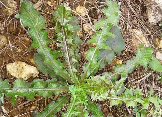 揭秘花叶滇苦菜真正身份（究竟花叶滇苦菜是不是蒲公英？分辨方法详解）