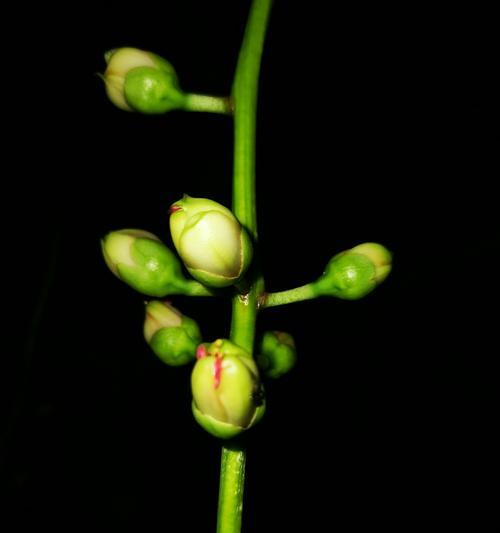 晚间绽放的花海（探秘夜间花卉的神秘美丽）