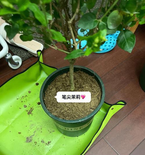 双色茉莉扦插的方法与技巧（如何让双色茉莉根系健康）