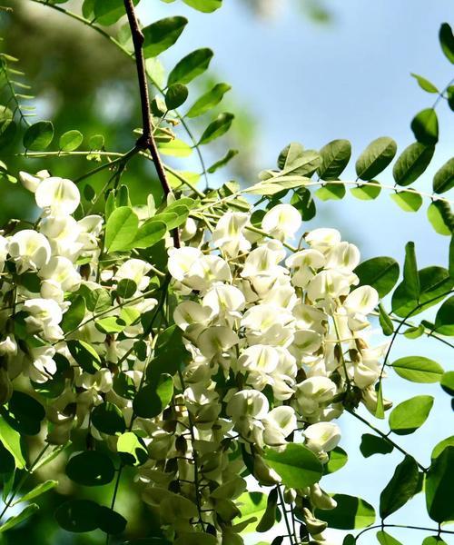 槐花的开花和结果时间（了解槐花开花期，享受花果之美）