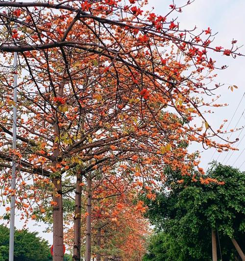 揭秘上海市花（上海市花种类、历史和文化意义）