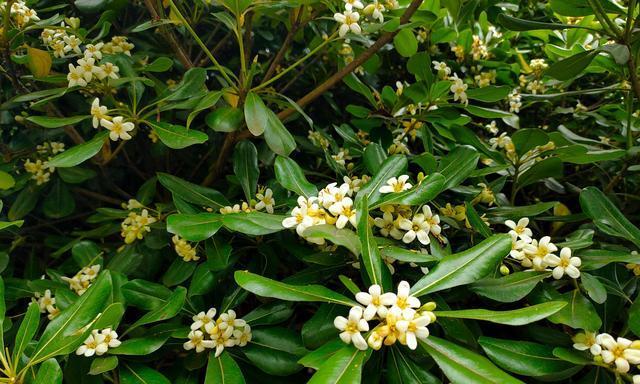 海棠花开花时间详解（海棠花的开花月份及观赏技巧）