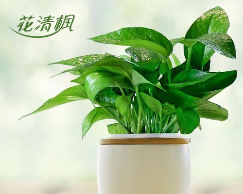 适合水培的10种小型植物（让小空间也能有绿色生机的选择）