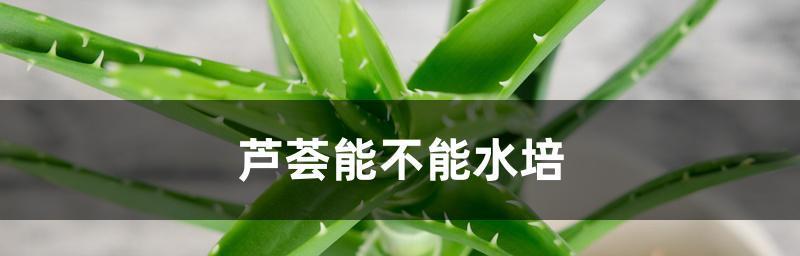 芦荟水培方法（简单易学的家庭种植方法）