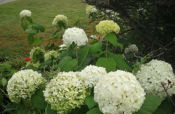 草本绣球养殖方法详解（从种植到护理，教你打造美丽花园）