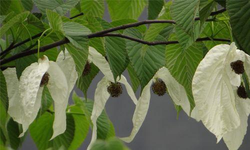 活化石——追寻植物世界的时间之路（揭开植物活化石的神秘面纱，探秘千年植物的生命密码）