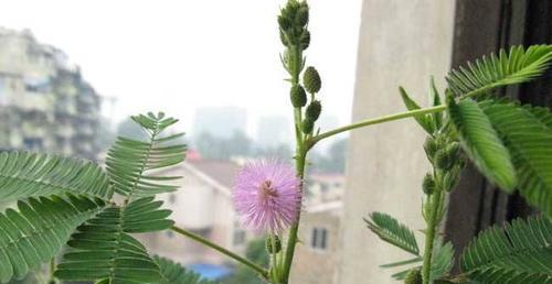 含羞草的种植方法与注意事项（打造美丽花园的必备技巧）