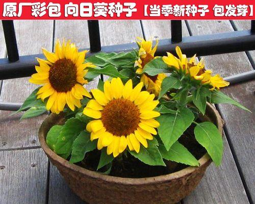 向日葵种植攻略（播种时间、土壤选择、浇水与施肥、避免病虫害等小技巧）