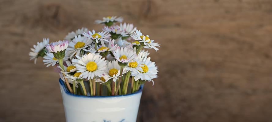 小小的幸福——雏菊花象征的含义（揭秘雏菊花的寓意与象征，深入了解其在文化传统中的地位）