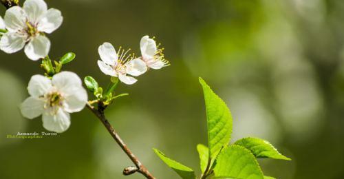 樱桃开花与生长顺序（揭秘樱桃的成长之谜）