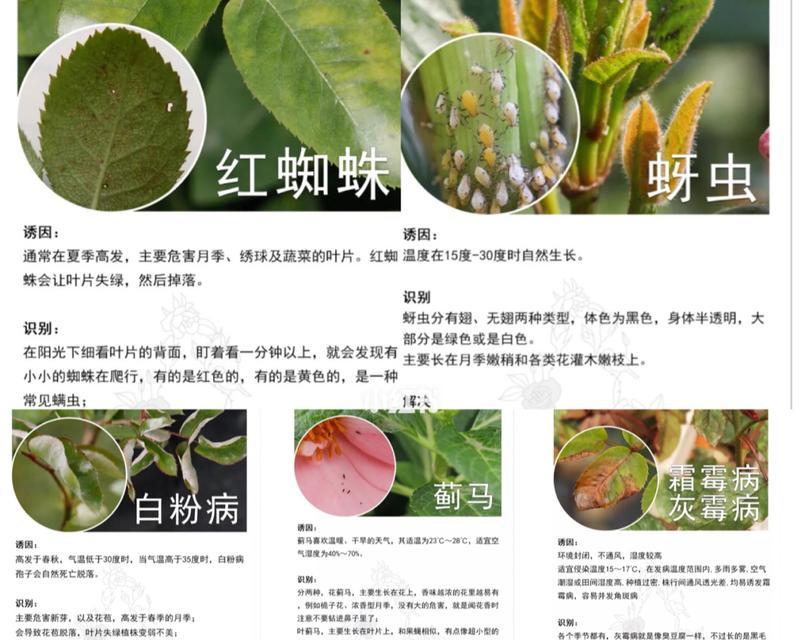 独占春养殖，防范病虫害（打造健康养殖，保障收益）