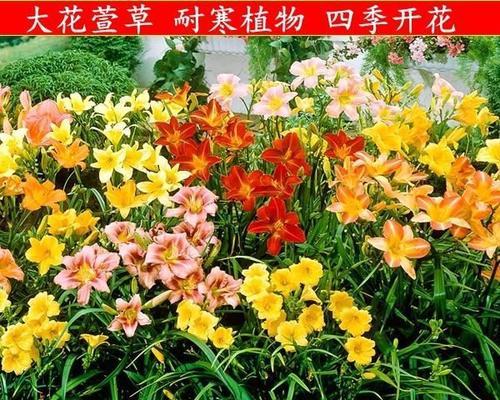 北方耐寒宿根花卉大全（寻找适合北方气候的美丽花朵）