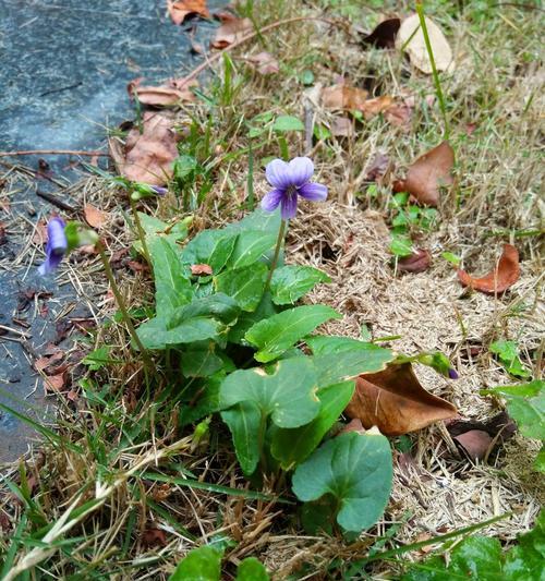 治疗紫花地丁叶斑病的方法（有效防治叶斑病，保护紫花地丁）