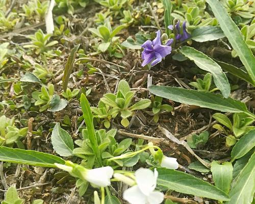 治疗紫花地丁叶斑病的方法（有效防治叶斑病，保护紫花地丁）