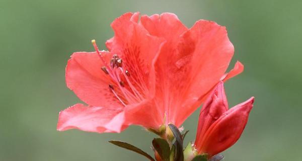 杜鹃花的种植技巧（打造优美的杜鹃花园林）