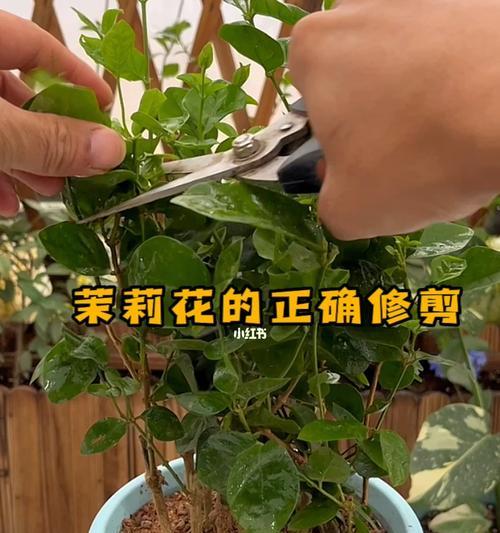 如何修剪茉莉花才能更美观（学会茉莉花修剪技巧，让花开得更加绚烂）