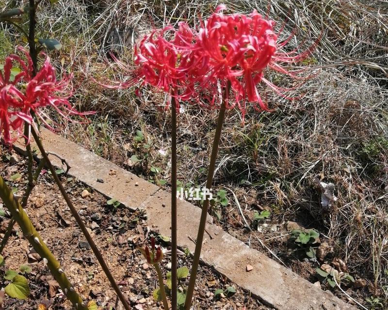 花期无缘，探究彼岸花不开花原因（彼岸花缘何开不出奇迹？——解析彼岸花不开花的原因和调节方法）