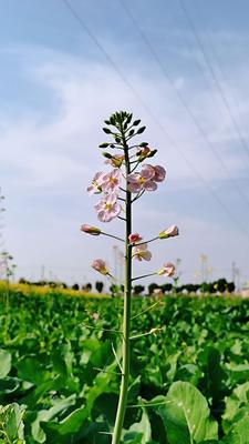 冬季花卉盛开，赏花乐趣不减（探寻冬天开花的奥秘，看看有哪些美丽的花儿在寒冷的冬日里绽放）