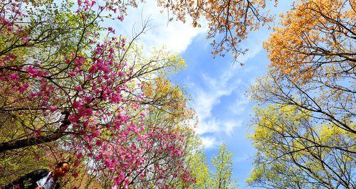 高山杜鹃花栽培技术（打造一片绚丽的高山花海，）