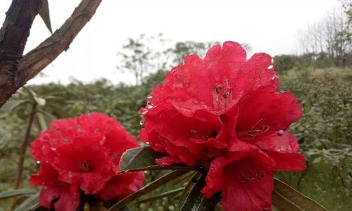 高山杜鹃花栽培技术（打造一片绚丽的高山花海，）