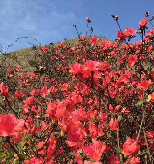 高山杜鹃花栽培技术（打造一片绚丽的高山花海，）