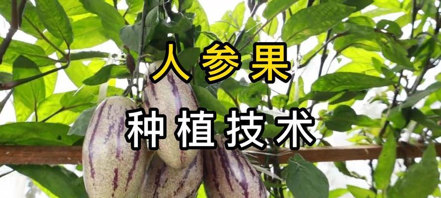 人参果种植指南（详细介绍人参果的种植方法和时间安排，帮助您顺利种植。）