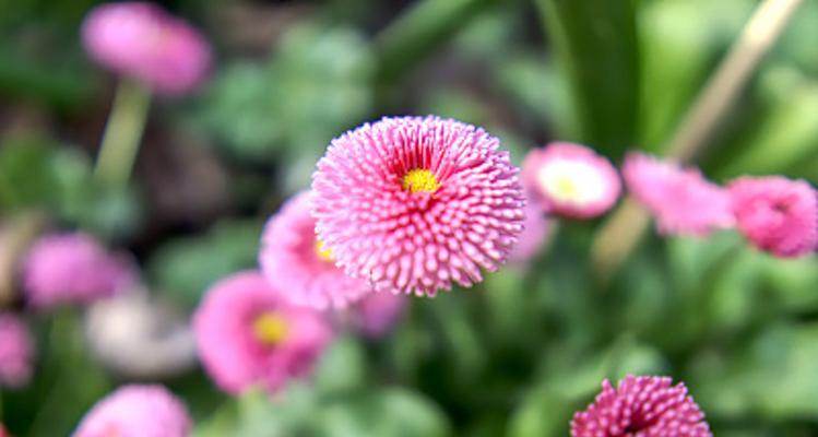 雏菊的花语与寓意（探寻雏菊的花语和寓意，为不同人群的送花需求提供指南）