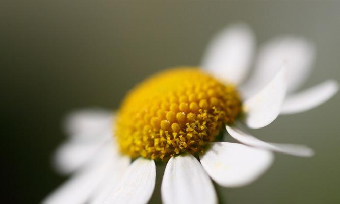 雏菊的象征意义与传承（探索雏菊在文化、艺术和情感中的重要地位）