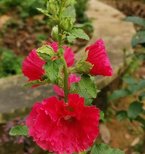 花开吉祥如意绵绵（以花为媒，传递吉祥如意）