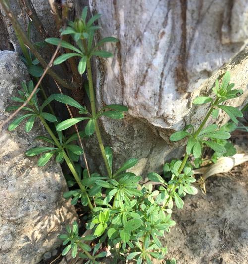 植物世界中的坚韧与力量（探寻代表坚强的植物世界的奇迹）