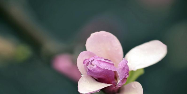 坚韧不拔的花——向生命致敬（用花朵诠释坚强勇敢，感受生命的力量）