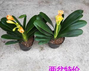 以代表君子的植物为主题的文章（君子之道，以植物为镜）