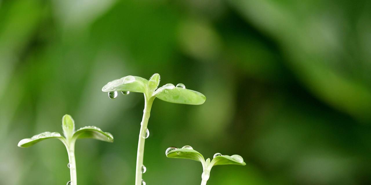 努力之花（为生命绽放的无畏之美）