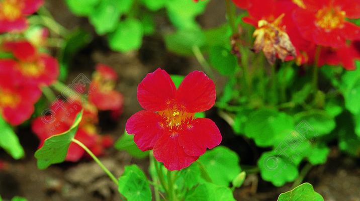 四季花开，春夏秋冬间的美丽演绎（四季花卉的生命之美和变幻迷人）