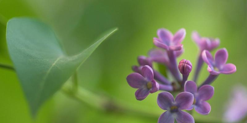 丁香花的花语与含义——浪漫、纯洁与激情（用花语感受丁香花的美丽与神秘）