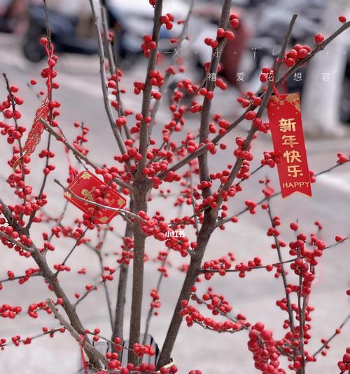 冬青开花预示着的意义（寓意丰富的冬青花开之象征）