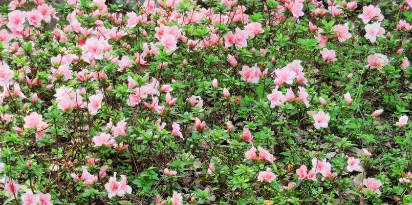 杜鹃花的花语与象征（揭示杜鹃花背后的含义和情感）