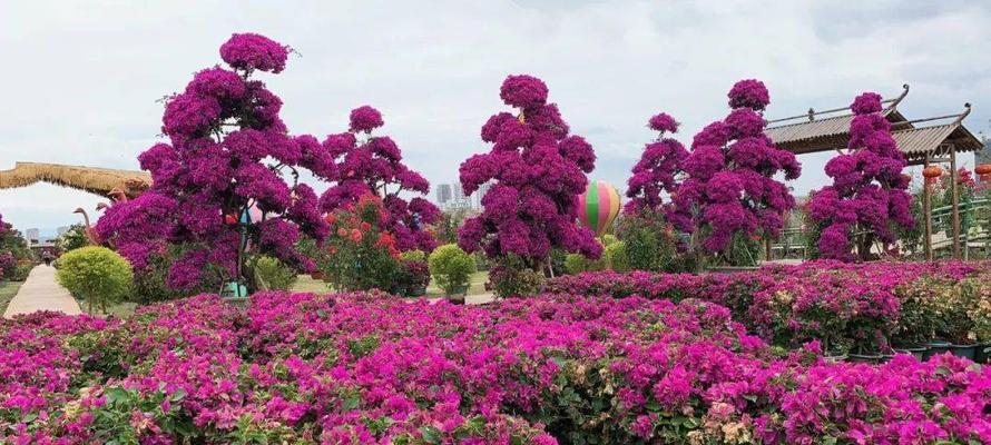 杜鹃花与十二生肖的奇妙对应（探寻杜鹃花如何象征十二生肖的特质）