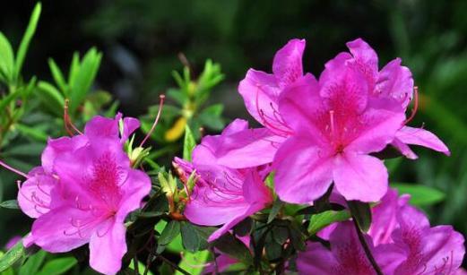 杜鹃花的风水寓意与象征（传承自然之美的杜鹃花——以风水为主题的探索）