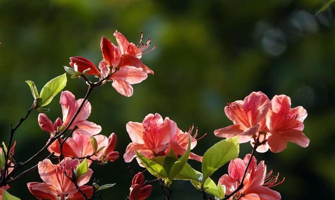 杜鹃花的花语与寓意（揭示杜鹃花的秘密，花开如音乐般华美婉转）