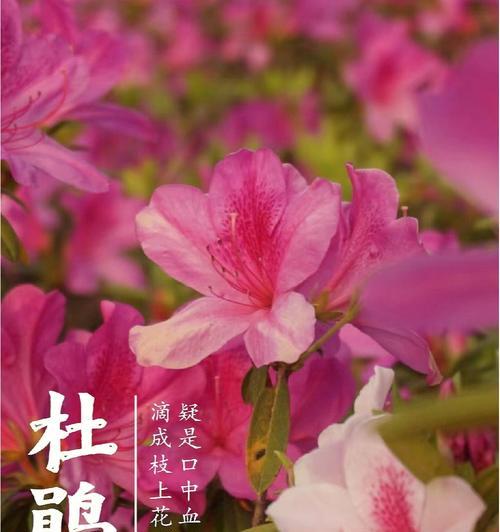 杜鹃花的花语与代表意义（揭示杜鹃花背后的象征与情感）