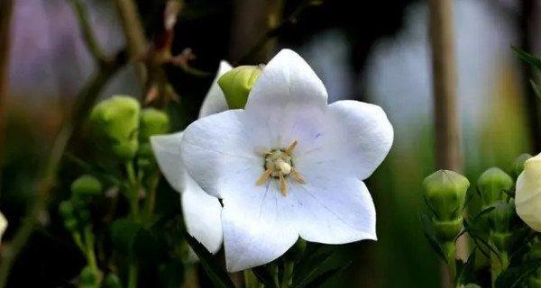 粉蝶花的花语与意义（探寻粉蝶花的花语之美）