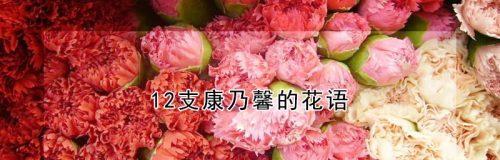 以粉康乃馨花的花语与象征的意义（康乃馨花语）